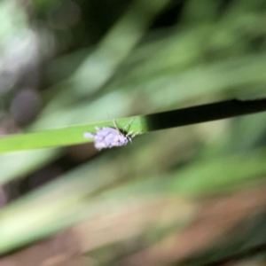 Gelechiidae (family) at O'Reilly, QLD - 11 Jun 2024 09:09 PM