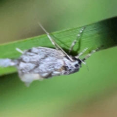 Gelechiidae (family) at O'Reilly, QLD - 11 Jun 2024 09:09 PM