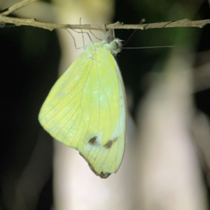 Pieris rapae at O'Reilly, QLD - 11 Jun 2024 09:05 PM