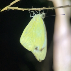 Pieris rapae at O'Reilly, QLD - 11 Jun 2024