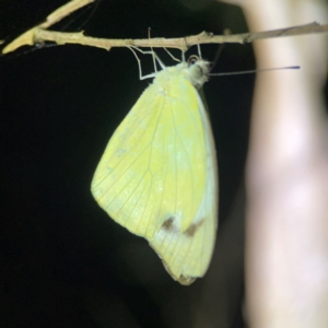 Pieris rapae at O'Reilly, QLD - 11 Jun 2024 09:05 PM