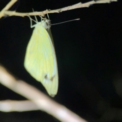 Pieris rapae at O'Reilly, QLD - 11 Jun 2024 09:05 PM