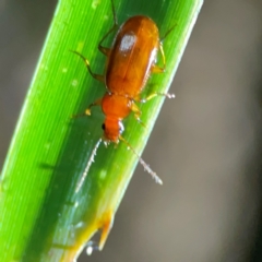 Carabidae (family) at O'Reilly, QLD - 11 Jun 2024 by Hejor1