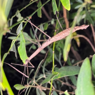 Phasmatodea (order) at O'Reilly, QLD - 11 Jun 2024 by Hejor1