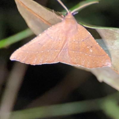 Unidentified Geometer moth (Geometridae) at O'Reilly, QLD - 11 Jun 2024 by Hejor1