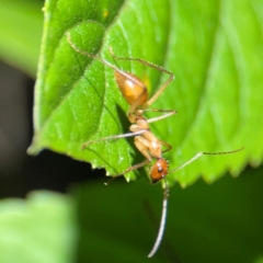 Notostigma foreli (False sugar ant) at O'Reilly, QLD - 11 Jun 2024 by Hejor1