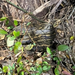 Morelia spilota mcdowelli (Eastern, Coastal or McDowell's Carpet python) at O'Reilly, QLD - 11 Jun 2024 by Hejor1