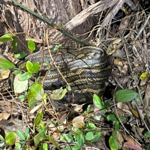 Morelia spilota mcdowelli at O'Reilly, QLD - 11 Jun 2024