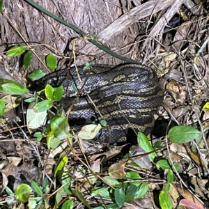 Morelia spilota mcdowelli at O'Reilly, QLD - 11 Jun 2024