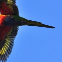 Trichoglossus moluccanus (Rainbow Lorikeet) at Wollondilly Local Government Area - 3 Jun 2024 by Freebird