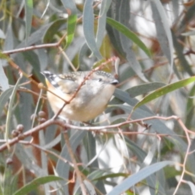 Pardalotus punctatus (Spotted Pardalote) at Aranda, ACT - 13 Jun 2024 by KMcCue