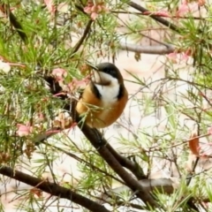 Acanthorhynchus tenuirostris (Eastern Spinebill) at GG182 - 13 Jun 2024 by KMcCue
