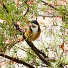 Acanthorhynchus tenuirostris (Eastern Spinebill) at Aranda, ACT - 13 Jun 2024 by KMcCue