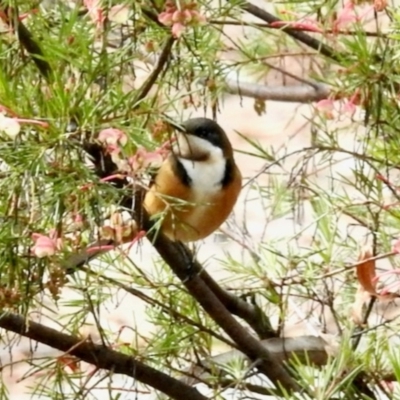 Acanthorhynchus tenuirostris (Eastern Spinebill) at GG182 - 13 Jun 2024 by KMcCue