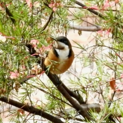 Acanthorhynchus tenuirostris (Eastern Spinebill) at Aranda, ACT - 13 Jun 2024 by KMcCue