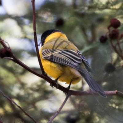 Pachycephala pectoralis (Golden Whistler) at Jerrabomberra Wetlands - 10 Apr 2024 by AlisonMilton