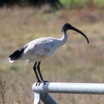 Threskiornis molucca (Australian White Ibis) at Jerrabomberra Wetlands - 10 Apr 2024 by AlisonMilton