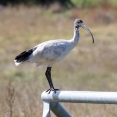 Threskiornis molucca at Jerrabomberra Wetlands - 10 Apr 2024 11:40 AM