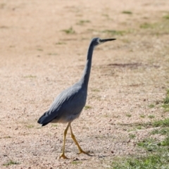 Egretta novaehollandiae (White-faced Heron) at Jerrabomberra Wetlands - 10 Apr 2024 by AlisonMilton