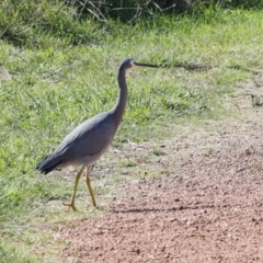 Egretta novaehollandiae at Jerrabomberra Wetlands - 10 Apr 2024