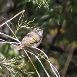 Caligavis chrysops at Jerrabomberra Wetlands - 10 Apr 2024