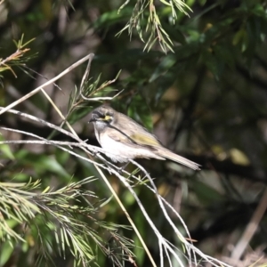 Caligavis chrysops at Jerrabomberra Wetlands - 10 Apr 2024