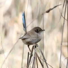 Malurus cyaneus (Superb Fairywren) at Jerrabomberra Wetlands - 10 Apr 2024 by AlisonMilton