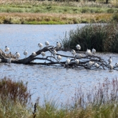 Threskiornis molucca (Australian White Ibis) at Jerrabomberra Wetlands - 10 Apr 2024 by AlisonMilton