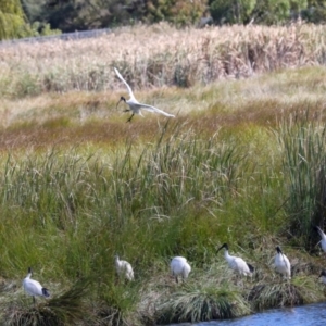 Threskiornis molucca at Jerrabomberra Wetlands - 10 Apr 2024