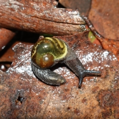 Helicarion cuvieri (A Semi-slug) at Brindabella National Park - 12 Jun 2024 by RobG1