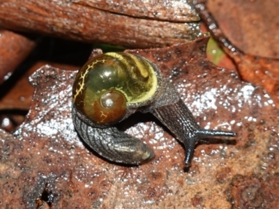 Helicarion cuvieri (A Semi-slug) at Brindabella National Park - 12 Jun 2024 by RobG1