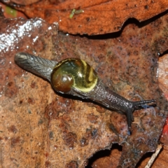 Helicarion cuvieri at Brindabella National Park - 12 Jun 2024