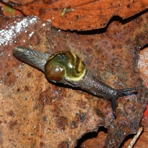 Helicarion cuvieri at Brindabella National Park - 12 Jun 2024