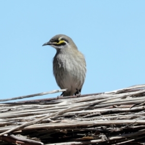 Caligavis chrysops at Jerrabomberra Wetlands - 10 Apr 2024