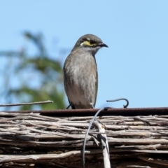 Caligavis chrysops at Jerrabomberra Wetlands - 10 Apr 2024