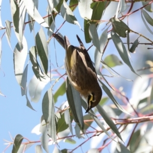 Caligavis chrysops at Jerrabomberra Wetlands - 10 Apr 2024