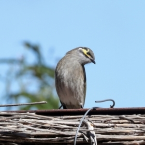 Caligavis chrysops at Jerrabomberra Wetlands - 10 Apr 2024