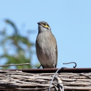 Caligavis chrysops at Jerrabomberra Wetlands - 10 Apr 2024