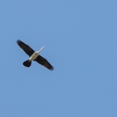 Anhinga novaehollandiae (Australasian Darter) at Jerrabomberra Wetlands - 10 Apr 2024 by AlisonMilton