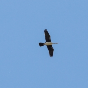 Anhinga novaehollandiae at Jerrabomberra Wetlands - 10 Apr 2024