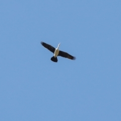 Anhinga novaehollandiae at Jerrabomberra Wetlands - 10 Apr 2024