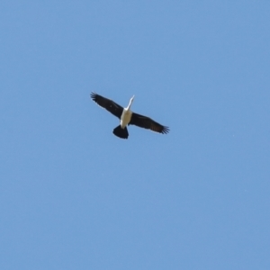 Anhinga novaehollandiae at Jerrabomberra Wetlands - 10 Apr 2024