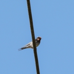 Hirundo neoxena (Welcome Swallow) at Jerrabomberra Wetlands - 10 Apr 2024 by AlisonMilton