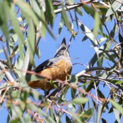 Monarcha melanopsis (Black-faced Monarch) at Jerrabomberra Wetlands - 10 Apr 2024 by AlisonMilton