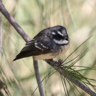 Rhipidura albiscapa (Grey Fantail) at Jerrabomberra Wetlands - 10 Apr 2024 by AlisonMilton