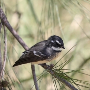 Rhipidura albiscapa at Jerrabomberra Wetlands - 10 Apr 2024 01:39 PM