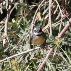 Rhipidura albiscapa at Jerrabomberra Wetlands - 10 Apr 2024 01:39 PM