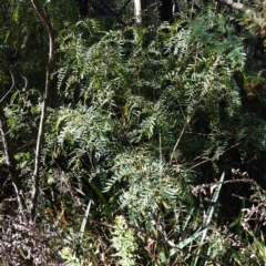 Polyscias sambucifolia subsp. Short leaflets (V.Stajsic 196) Vic. Herbarium (Elderberry Panax, Ornamental Ash, Elderberry Ash) at Brindabella National Park - 12 Jun 2024 by RobG1