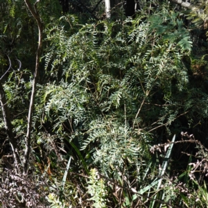 Polyscias sambucifolia subsp. Short leaflets (V.Stajsic 196) Vic. Herbarium at Brindabella National Park - 12 Jun 2024 01:50 PM