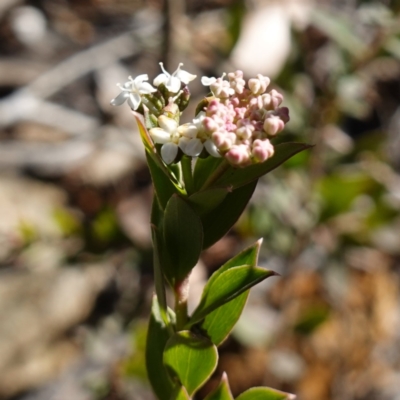 Platysace lanceolata (Shrubby Platysace) at Brindabella National Park - 12 Jun 2024 by RobG1
